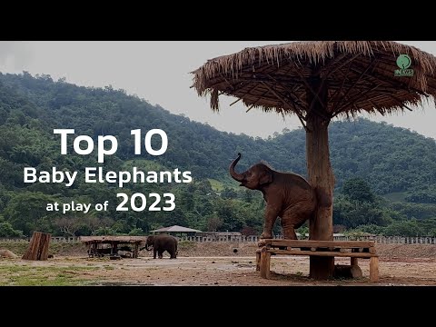 Top Ten Baby Elephants at Play of 2023 ! - ElephantNews