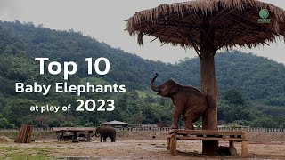Les dix plus grands éléphanteaux au jeu de 2023 ! - elephantnews