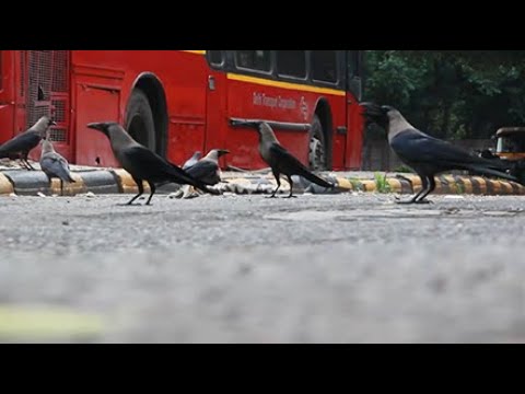 Intelligente Krähen: Vögel trennen Müll