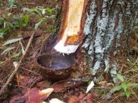 Bagaimana untuk memperbesar penis Anda dengan cara alami Efek minum bir pada potensi manusia