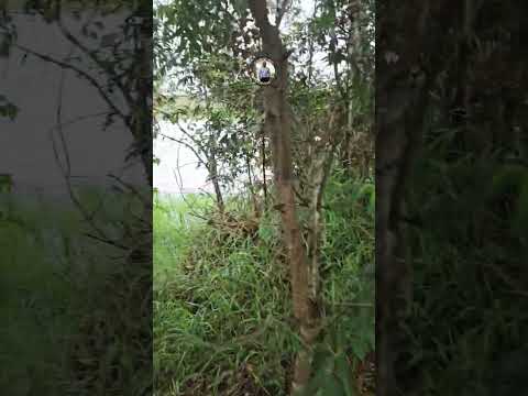 Chácaras exclusivas no Lago Corumbá IV em Alexânia Goiás