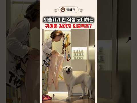 강아지 외출 준비는 이렇게?! 🐶 직접 옷까지 골라주는 귀여운 강아지ㅋㅋ