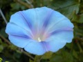 LOVE IS BLUE - PAUL MAURIAT 