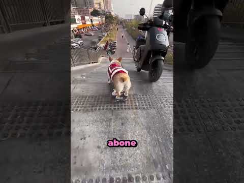 KAYKAYCI KÖPEK 😱 #shorts  #komik  #köpek