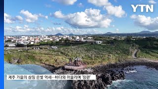 [영상구성] 은빛 억새·푸른 바다...깊어가는 제주 가을 / YTN