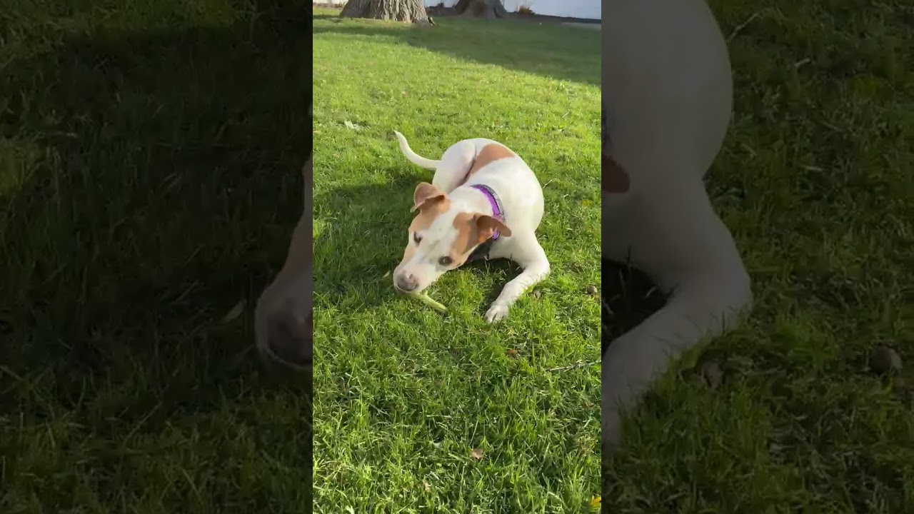 Enlarge Mandy, a Adoptable mixed breed in Chicago, IL video 6/6