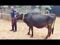 black jersey cow sui hoi milk 12 liter tiyar
