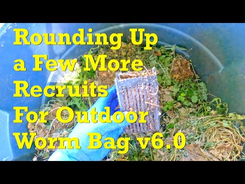 Check on compost barrel bait boxes & more food for outdoor worm bag v6 - vermicompost