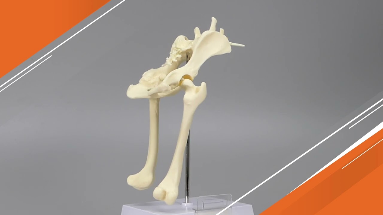 Canine Hip / Pelvis Model | AnatomyStuff