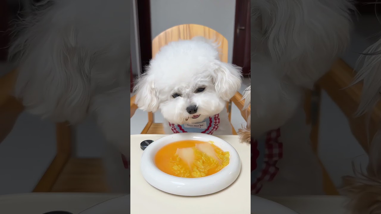 Today’s meal: puppy-style sour soup dumplings 🥟🐶 #BichonFrise#DogMeal#FoodieDog#PetDaily