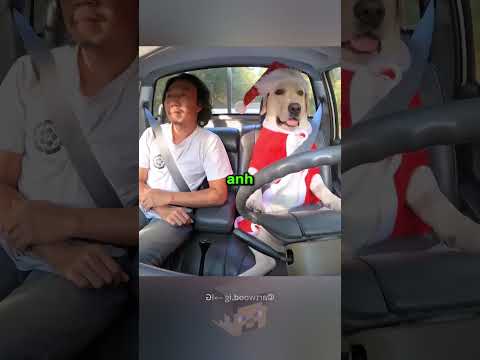 Chó lái xe cùng chủ