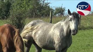 La marche de Hellering lès Fénétrange