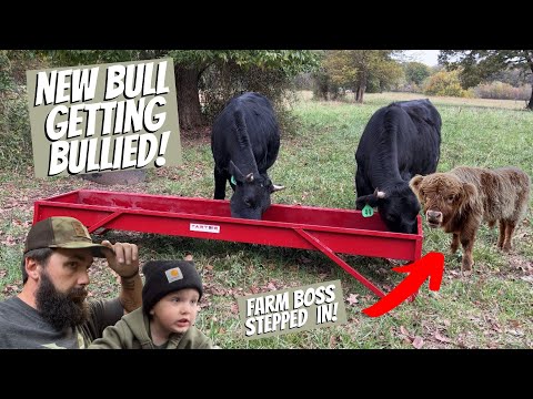 WHY IS MY BULL STARVING!?