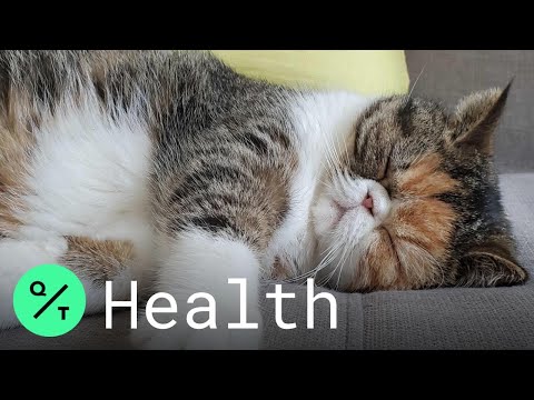 Coronavirus: Can Pets Carry Covid-19? - YouTube