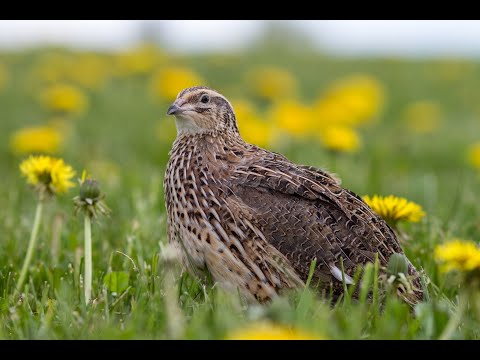 Перепёлка фаршированная от Луча ( Quail stuffed with couscous )