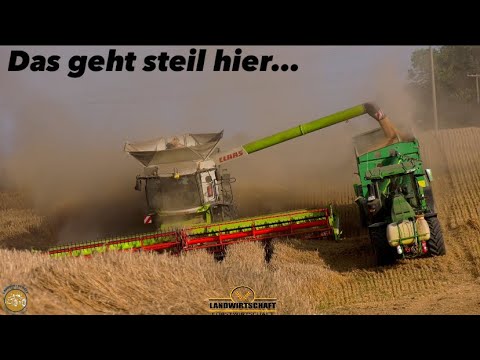 Das geht steil hier... Lager Roggen dreschen 2 Mähdrescher Claas Lexion 8700 Getreideernte 2023