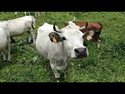 Le mucche tornano sugli alpeggi! Estate 2018, le mucche tornano nei pascoli in Valle Soana