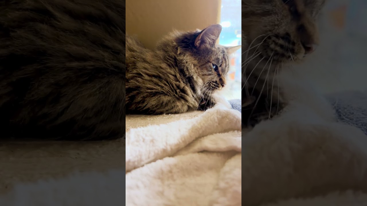 Enlarge Dandelion, a Adoptable Domestic Medium Hair in Worcester, MA video 5/5