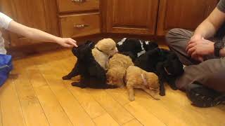 Video preview image #1 Labradoodle Puppy For Sale in REXBURG, ID, USA