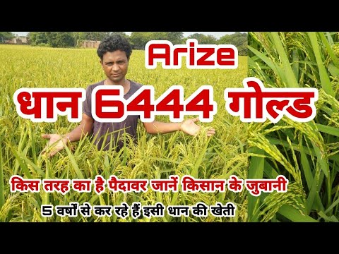 Arize Paddy Seeds 6444