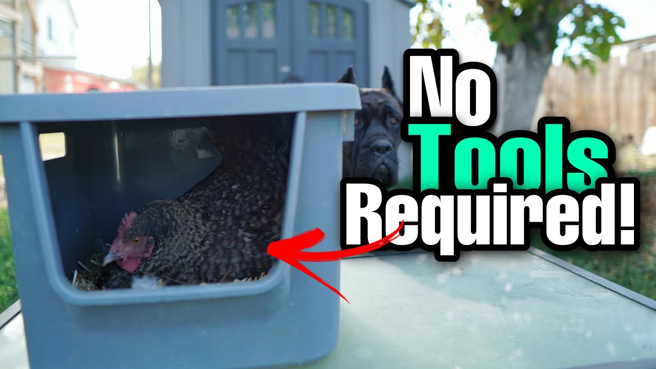 CHEAP And EASY DIY Nesting Box For Chickens! (No Tools Required!)