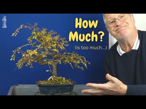 Overcome Fear of Bonsai Pruning: Chinese Elm Beginners Guide