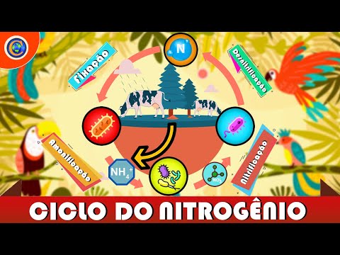 CICLO DO NITROGÊNIO - O ELEMENTO VITAL PARA A AGRICULTURA E À VIDA!