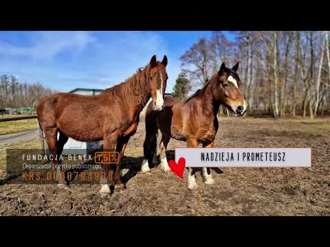 Nadzieja i Prometeusz bezpieczne. Dziękujemy