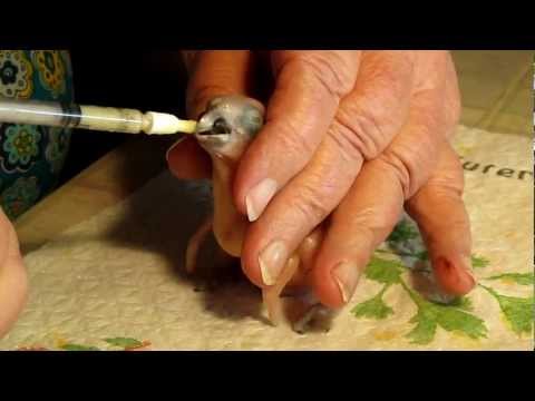 Gelbscheitelamazonen-Babys  0, 3 und 5 Tage alt.