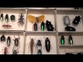 EXOTIC BUTTERFLIES OF THE WORLD; BEETLES ...