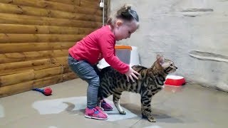 Funny Cats Playing with Toddler in Zoo