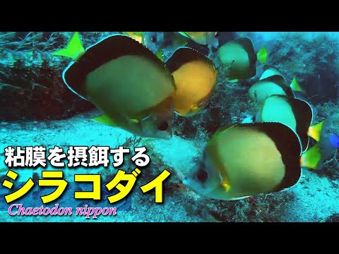 海底の粘膜質のような物体をついばむシラコダイの群れ