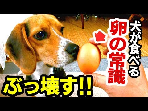 犬は卵を食べてもいいのでしょうか?