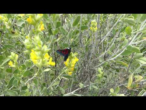 Butterfly Zygaena Trifolii gitana