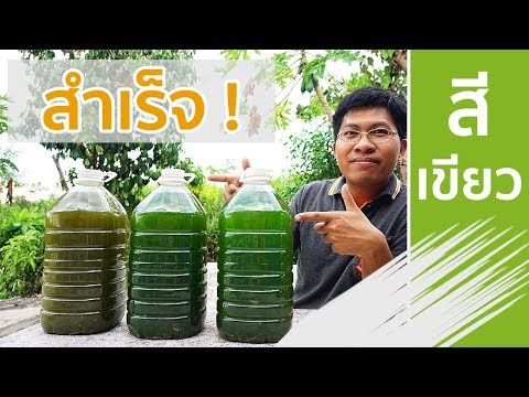 สำเร็จ ! ผลการขยายจุลินทรีย์สังเคราะห์แสงสีเขียว