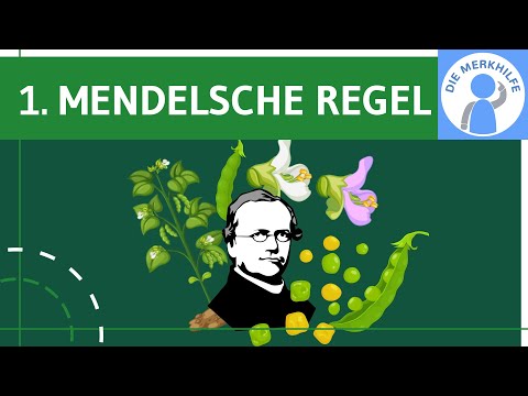 Video Thumbnail: 1. Mendelsche Regel / Uniformitätsregel & Geschichte, Grundbegriffe, Experimente einfach erklärt