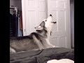 THX Dog