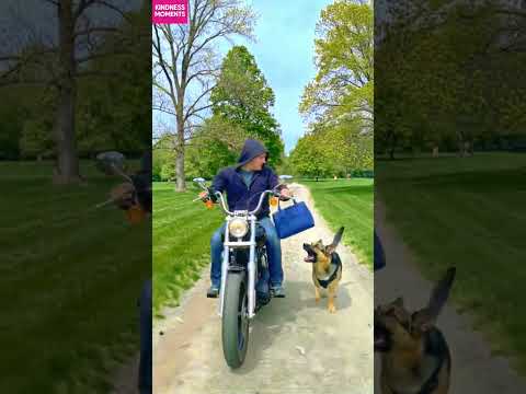 Kindness Dog 🐶 Saves Blind Woman's Purse from Thief! #kindness #doghero #shorts