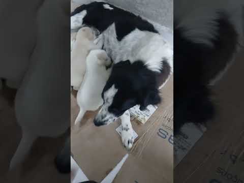 todos 4 pra doação, eu moro em São Luis do quitunde Alagoas.