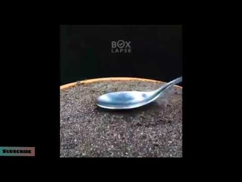 Growing Red bell pepper from seed (CAPSICUM growing ) time lapse video shimla mirch #science #plant