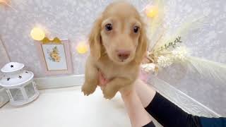 ミニチュアダックスの動画01