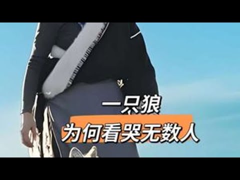 一只狼为何看哭无数人？人比狼高级，狼比人高贵 #重返狼群 #李微漪 #狼王格林 #人与动物和谐共处