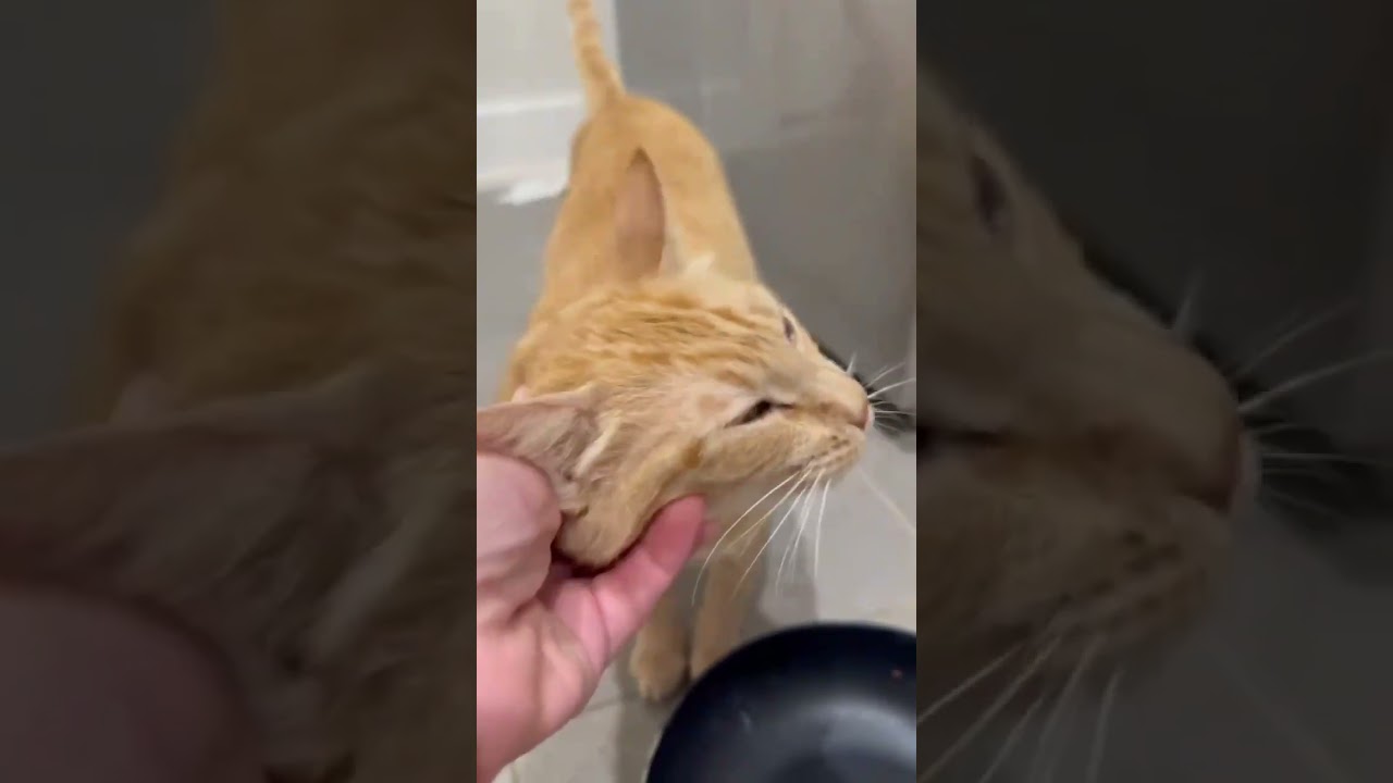 Enlarge Rain, a Adoptable Tabby in Justin, TX video 5/6