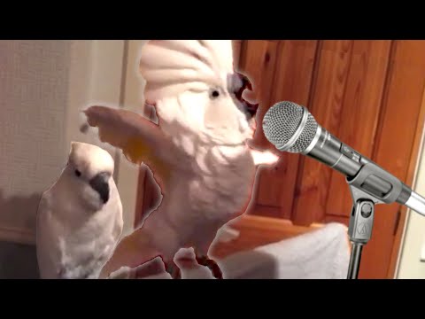 Les oiseaux de la semaine : 19 vidéos drôles | le collectif des animaux de compagnie