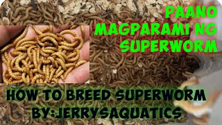 how to breed superworm|paano ang paraan para magparami ng superworm|superworm breeding|breeding tips