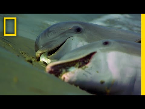 オーストラリアのスナブヒレイルカ - 定義