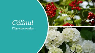 Calinul - Viburnum opulus. Sedativ și împotriva durerilor.