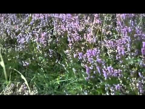 Pensiuni Rucar - Cazat.ro