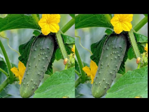 HOW TO GROW CUCUMBERS AT HOME - COMPLETE GROWING GUIDE