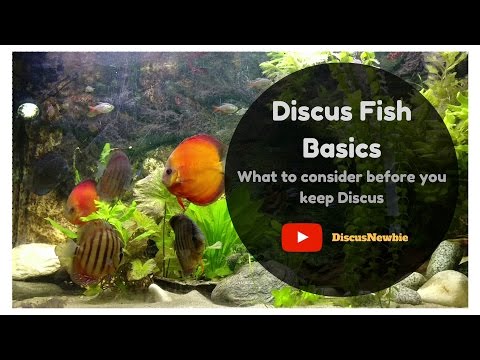 Discus Fish Basics: Introduction to keeping Discus for the 'Newbie'